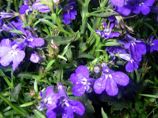 2010 05 24 jeanmarcperfetti.com 054.JPG